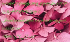 Shella Clean   Donwload Font